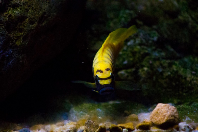 Maylandia sp. 'zebra gold' Kawanga